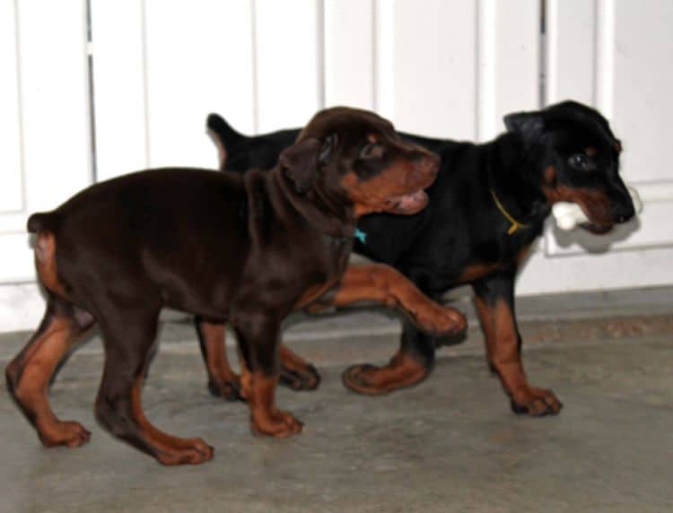 8 week old doberman puppies; red and rust, black and rust