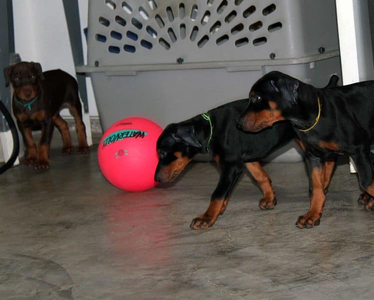 8 week old doberman puppies; red and rust, black and rust