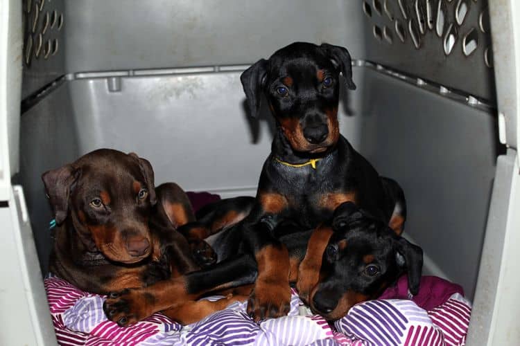 8 week old doberman puppies; red and rust, black and rust