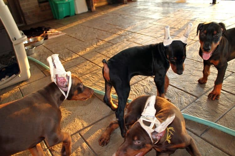 8 week old doberman puppies; red and rust, black and rust