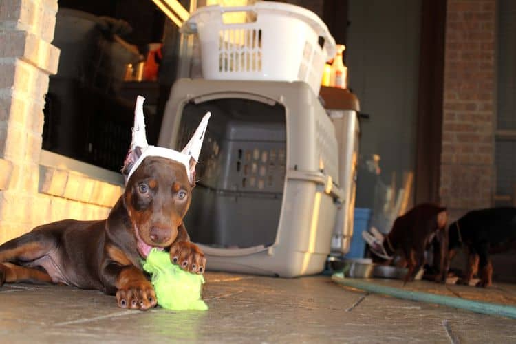 8 week old doberman puppies; red and rust, black and rust