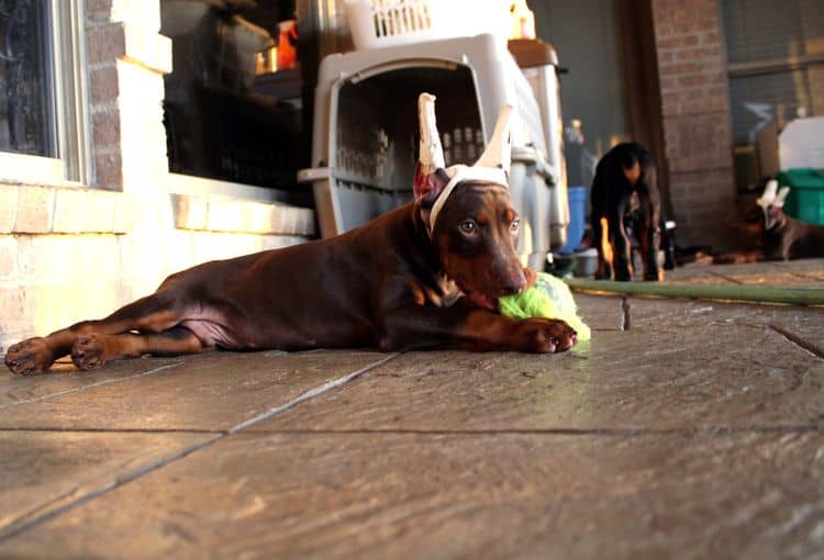 8 week old doberman puppies; red and rust, black and rust