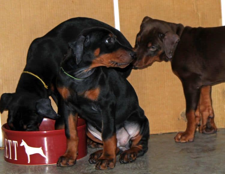 8 week old doberman puppies; red and rust, black and rust