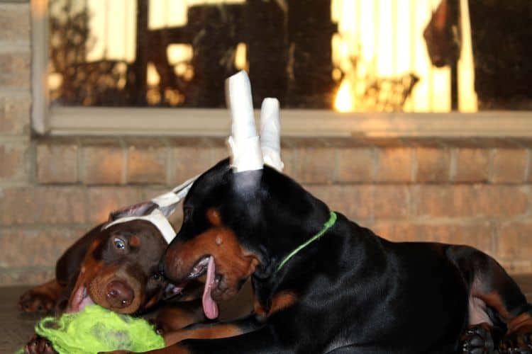 8 week old doberman puppies; red and rust, black and rust