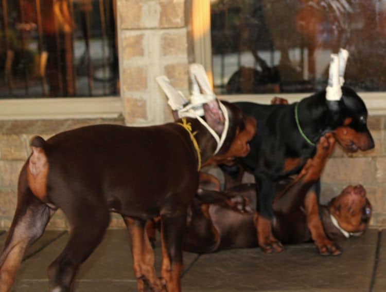 8 week old doberman puppies; red and rust, black and rust