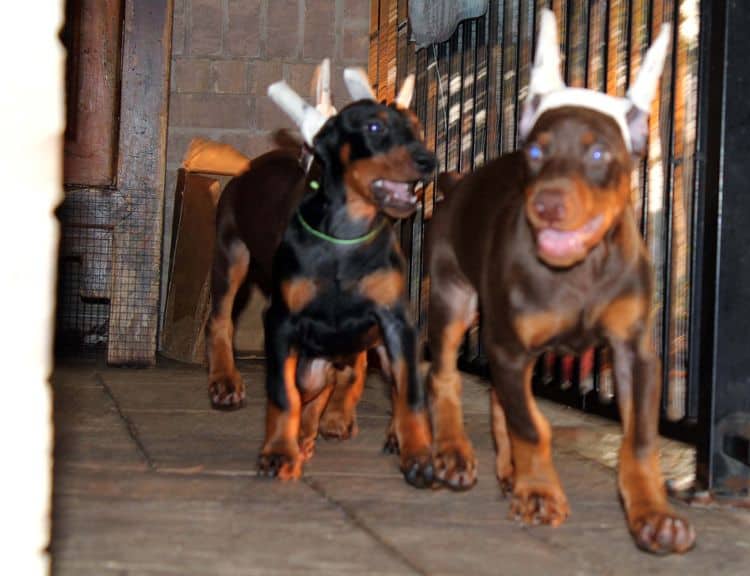 8 week old doberman puppies; red and rust, black and rust