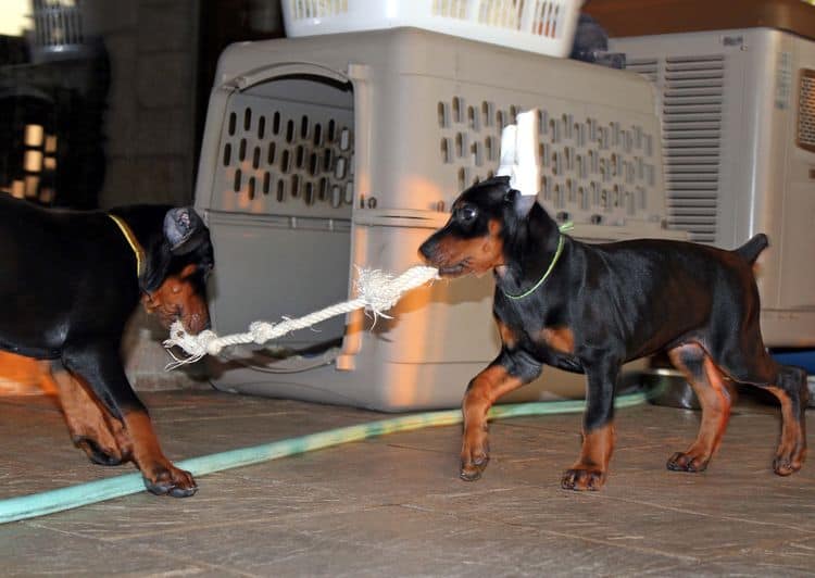 8 week old doberman puppies; red and rust, black and rust