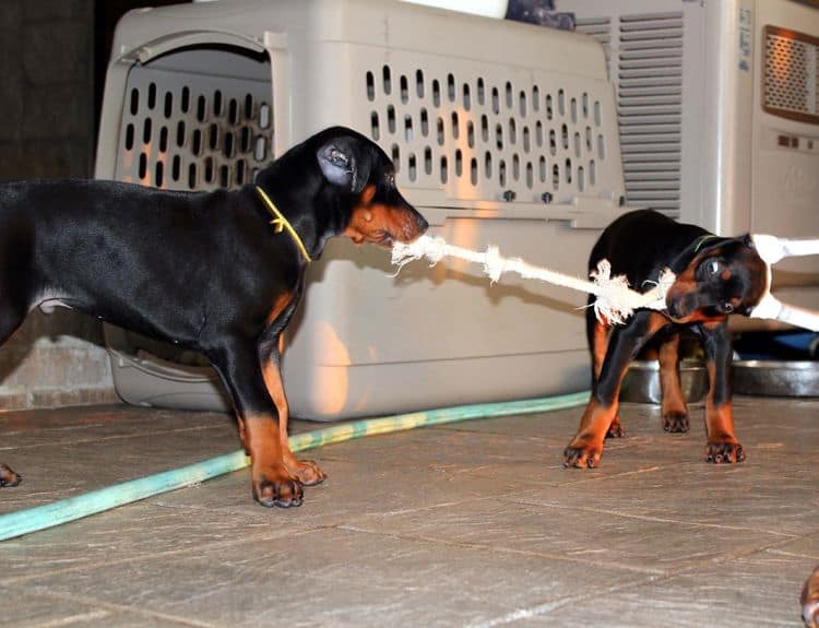 8 week old doberman puppies; red and rust, black and rust