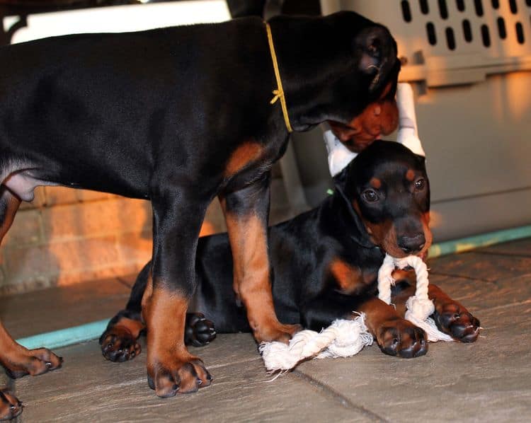 8 week old doberman puppies; red and rust, black and rust