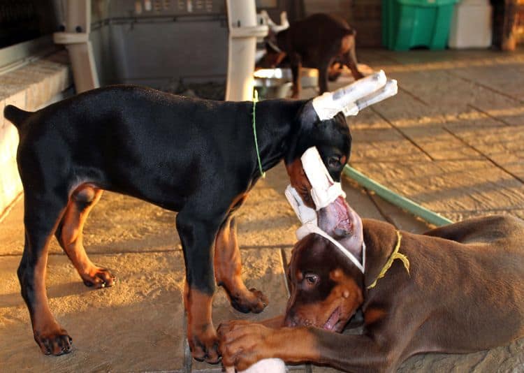 8 week old doberman puppies; red and rust, black and rust