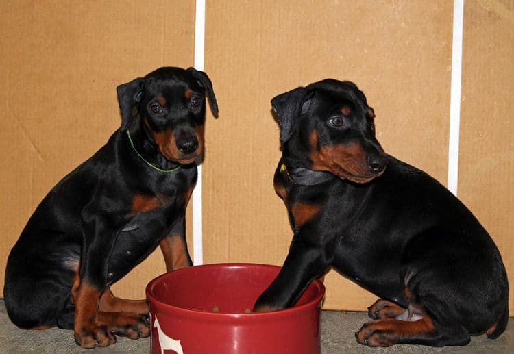 8 week old doberman puppies; red and rust, black and rust