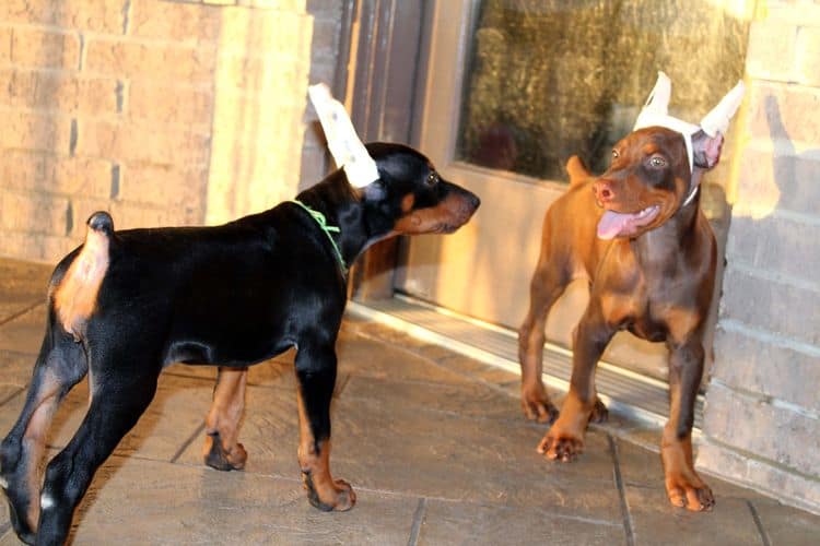 8 week old doberman puppies; red and rust, black and rust