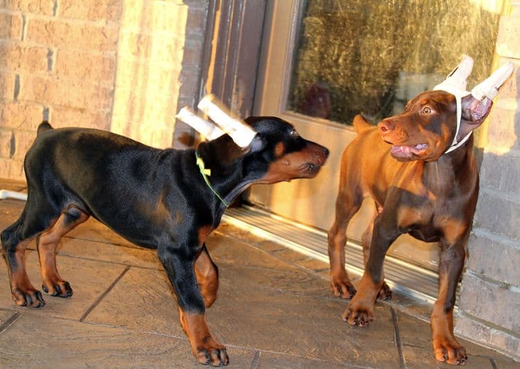 8 week old doberman puppies; red and rust, black and rust