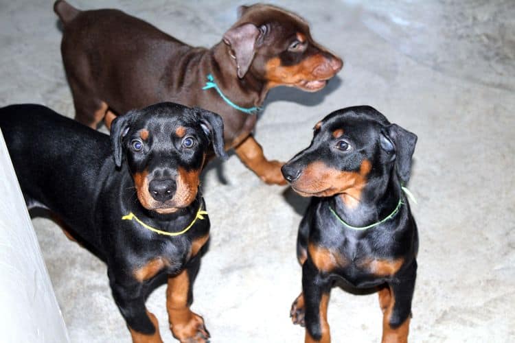 8 week old doberman puppies; red and rust, black and rust