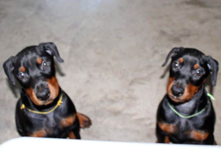 8 week old doberman puppies; red and rust, black and rust