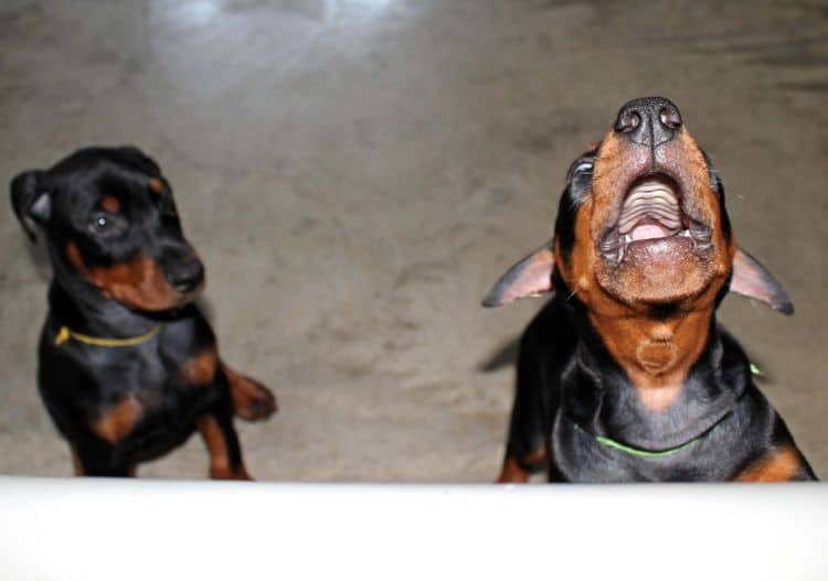 8 week old doberman puppies; red and rust, black and rust