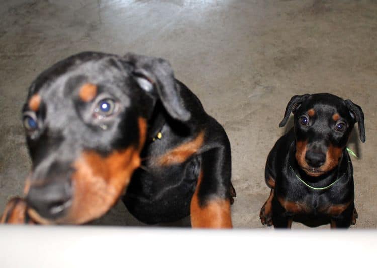 8 week old doberman puppies; red and rust, black and rust