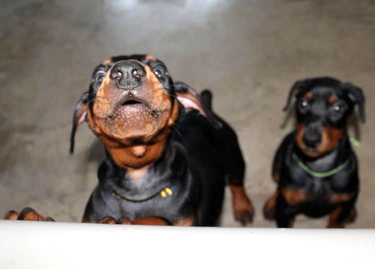 8 week old doberman puppies; red and rust, black and rust