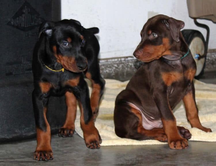 8 week old doberman puppies; red and rust, black and rust