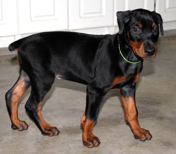 Black and rust female doberman puppy