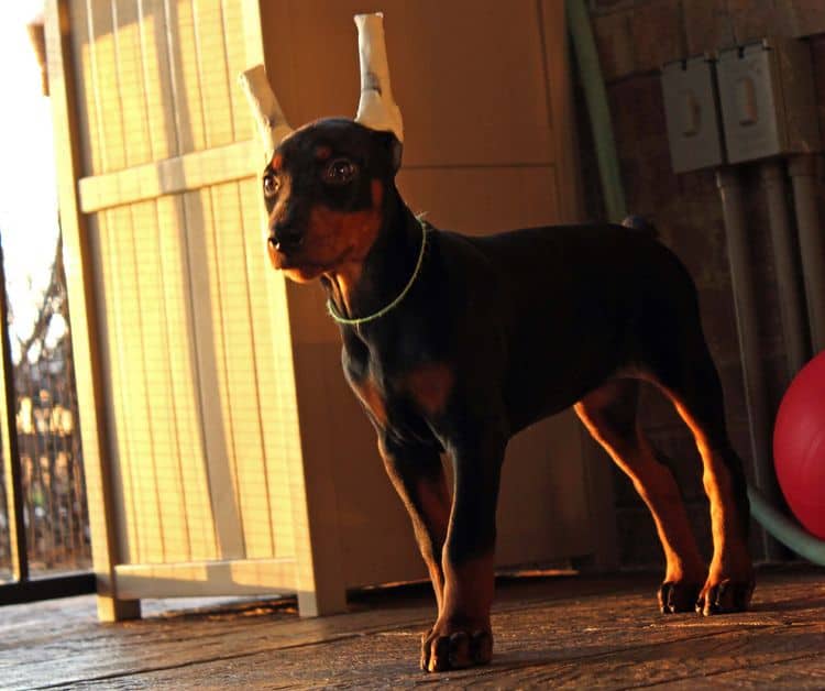 Black and rust female doberman puppy