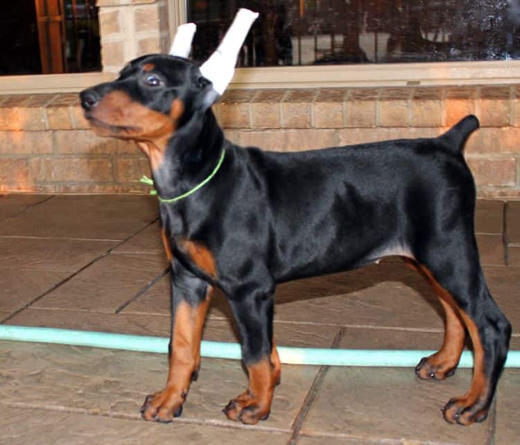 Black and rust female doberman puppy