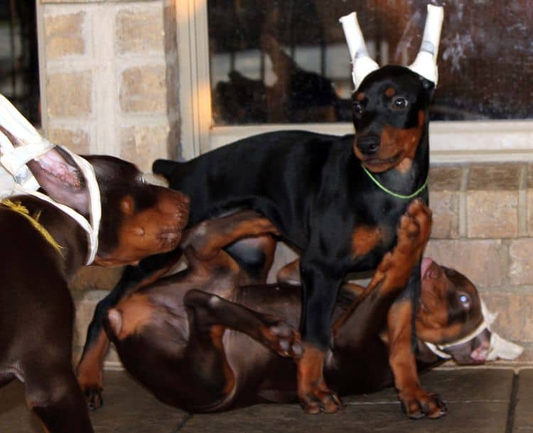 Black and rust female doberman puppy