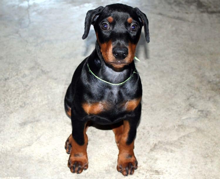 Black and rust female doberman puppy