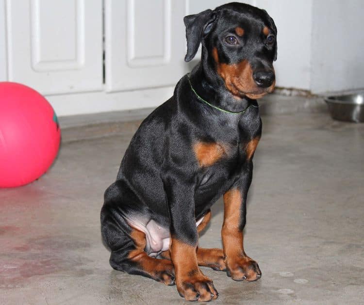 Black and rust female doberman puppy