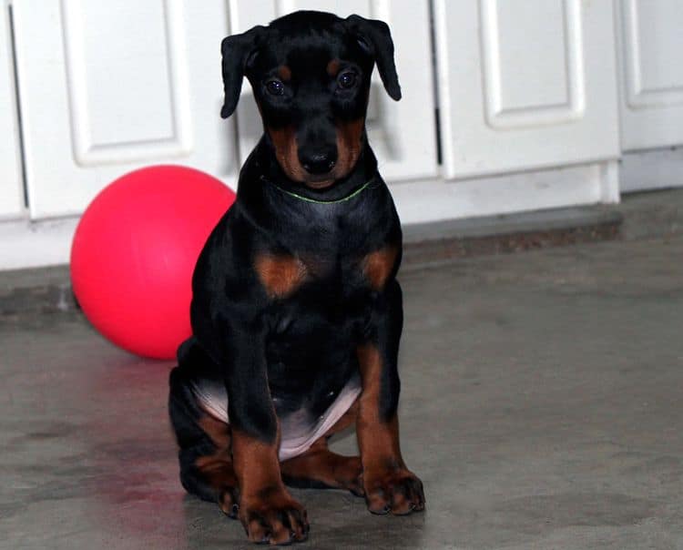 Black and rust female doberman puppy