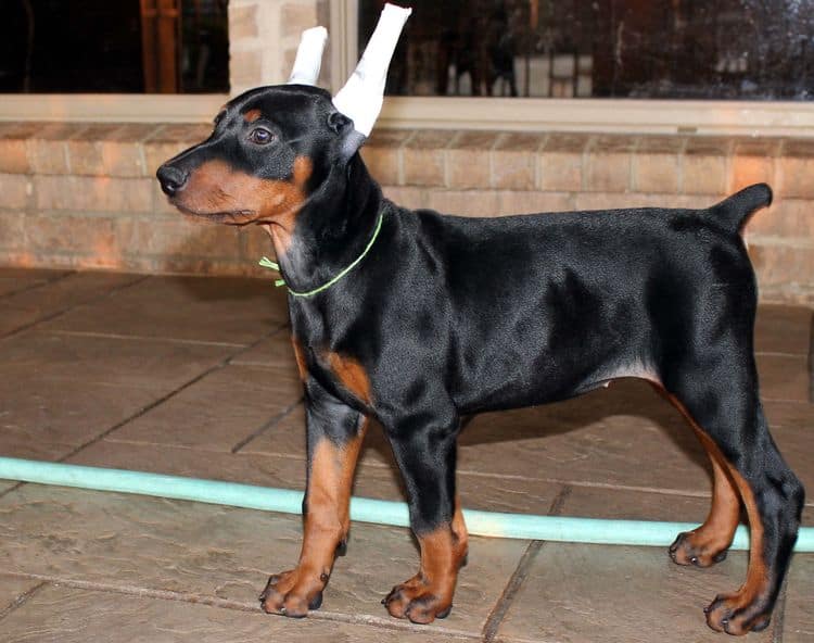 Black and rust female doberman puppy