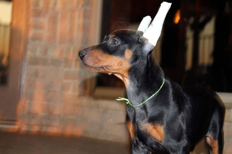 Black and rust female doberman puppy