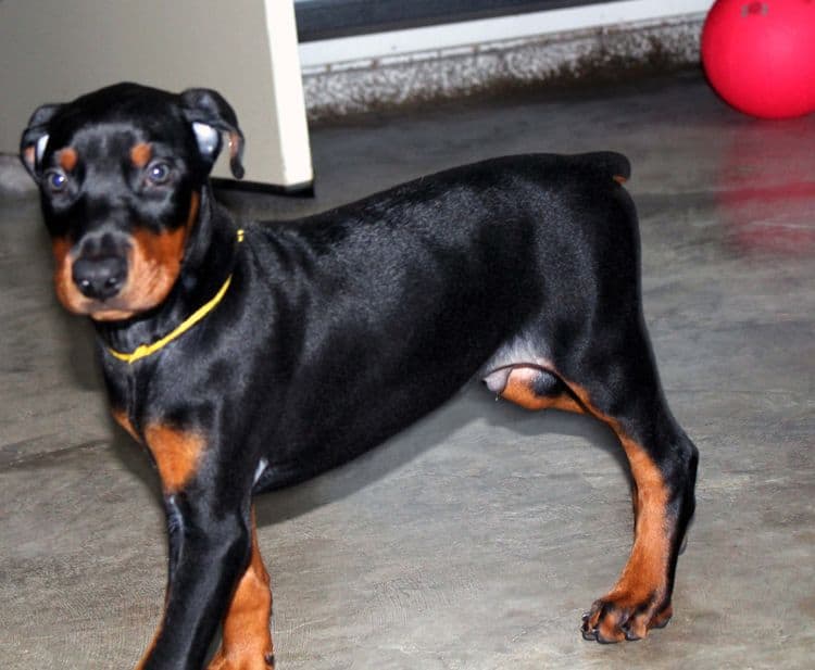 Black and rust male doberman puppy