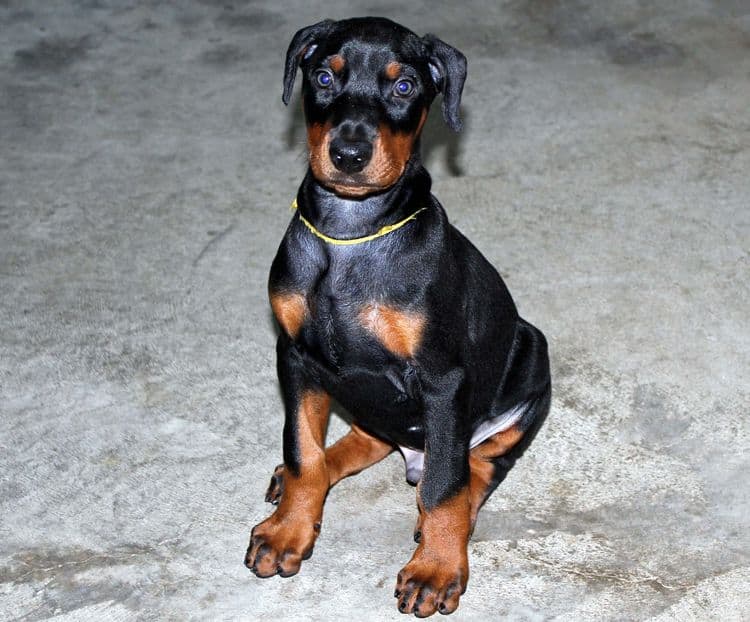 Black and rust male doberman puppy