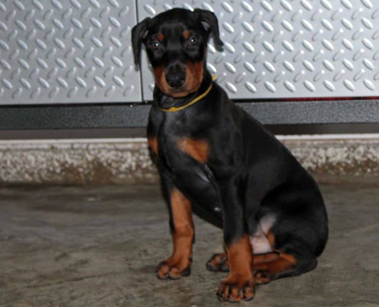 Black and rust male doberman puppy