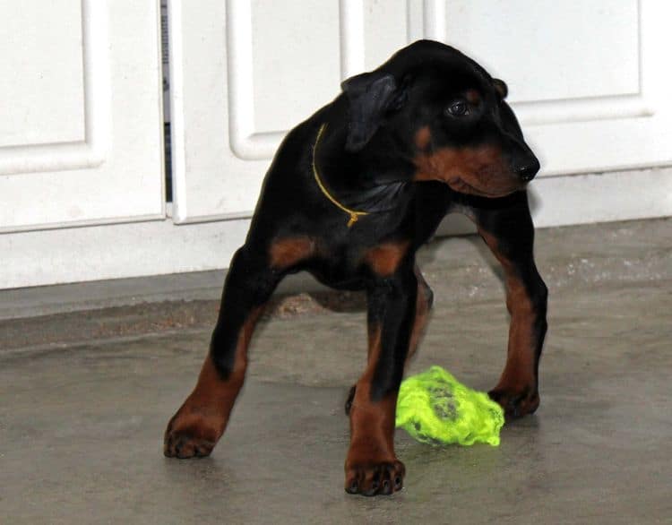 Black and rust male doberman puppy