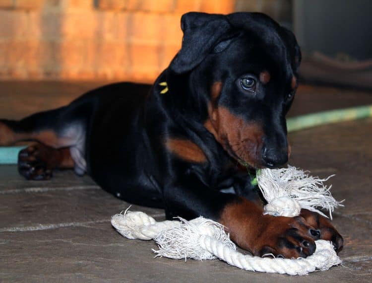 Black and rust male doberman puppy