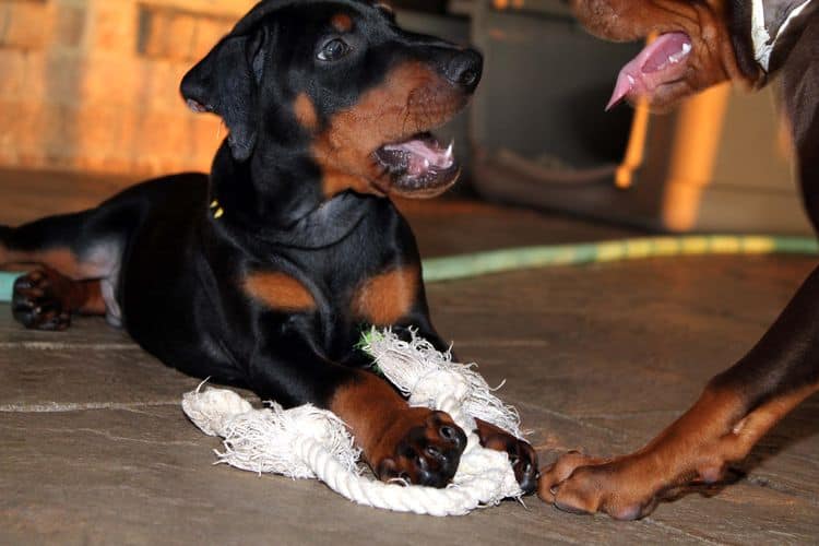 Black and rust male doberman puppy