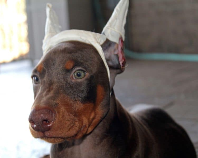 Red and rust male doberman puppy