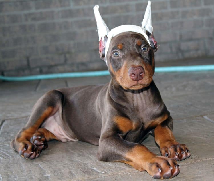 Red and rust male doberman puppy