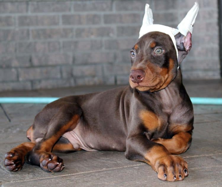 Red and rust male doberman puppy