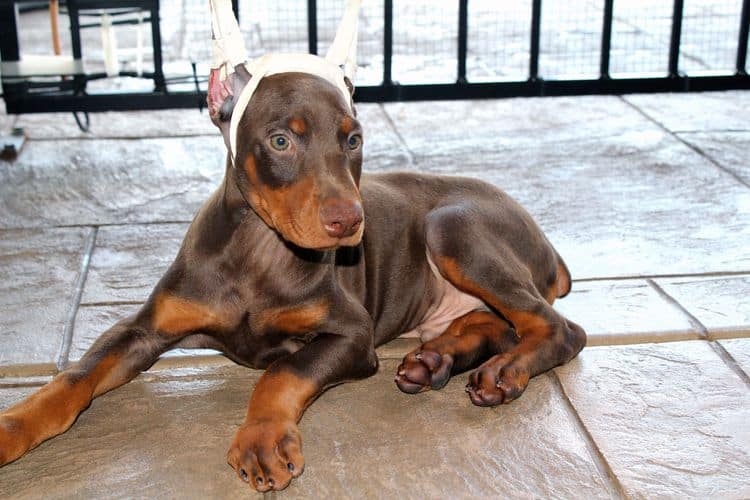 Red and rust male doberman puppy