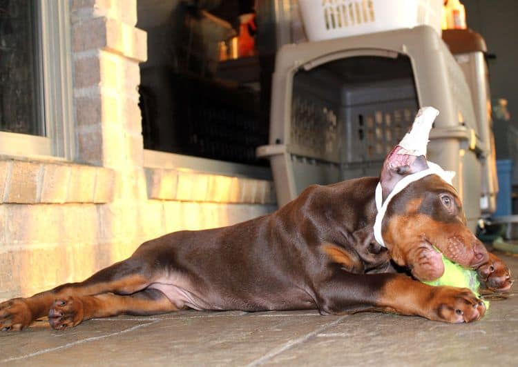 Red and rust male doberman puppy