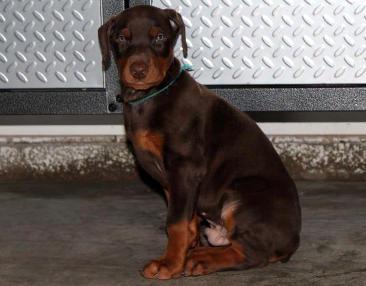 Red and rust male doberman puppy