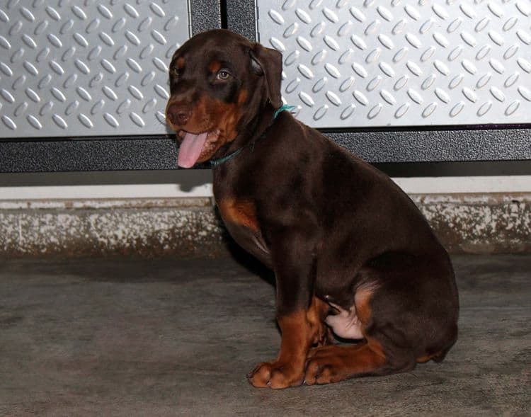 Red and rust male doberman puppy