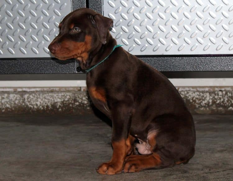 Red and rust male doberman puppy