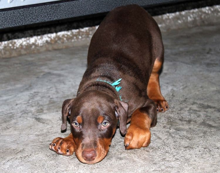 Red and rust male doberman puppy