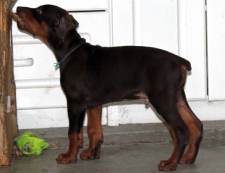 Red and rust male doberman puppy