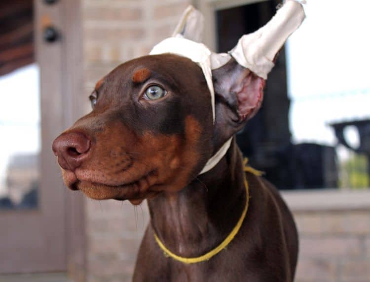 Red and rust male doberman puppy