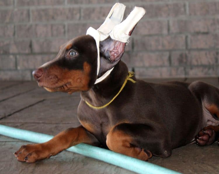 Red and rust male doberman puppy